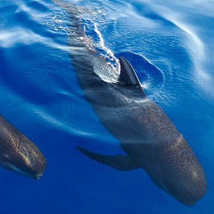 observation cetaces hyeres